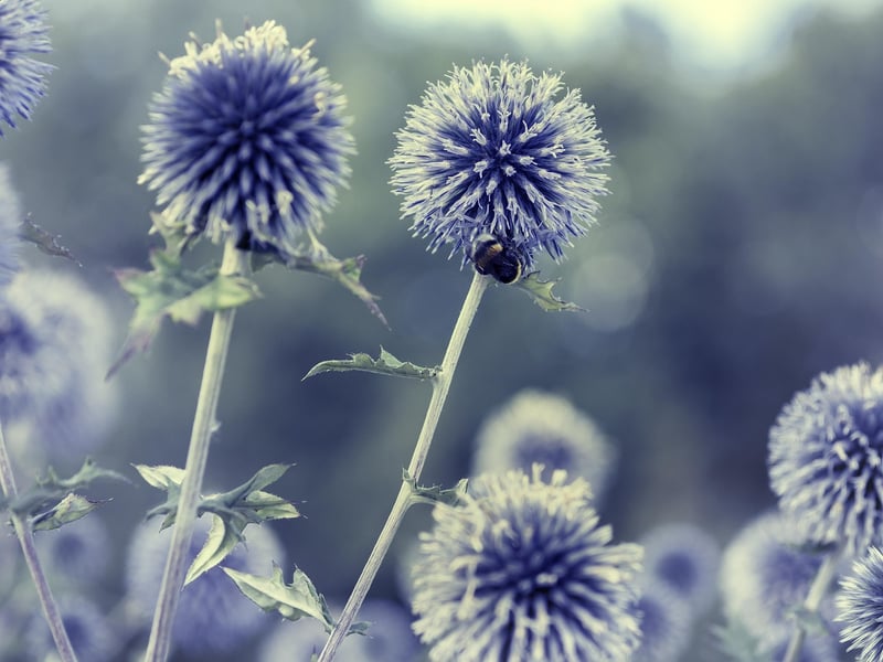 Gardening Image